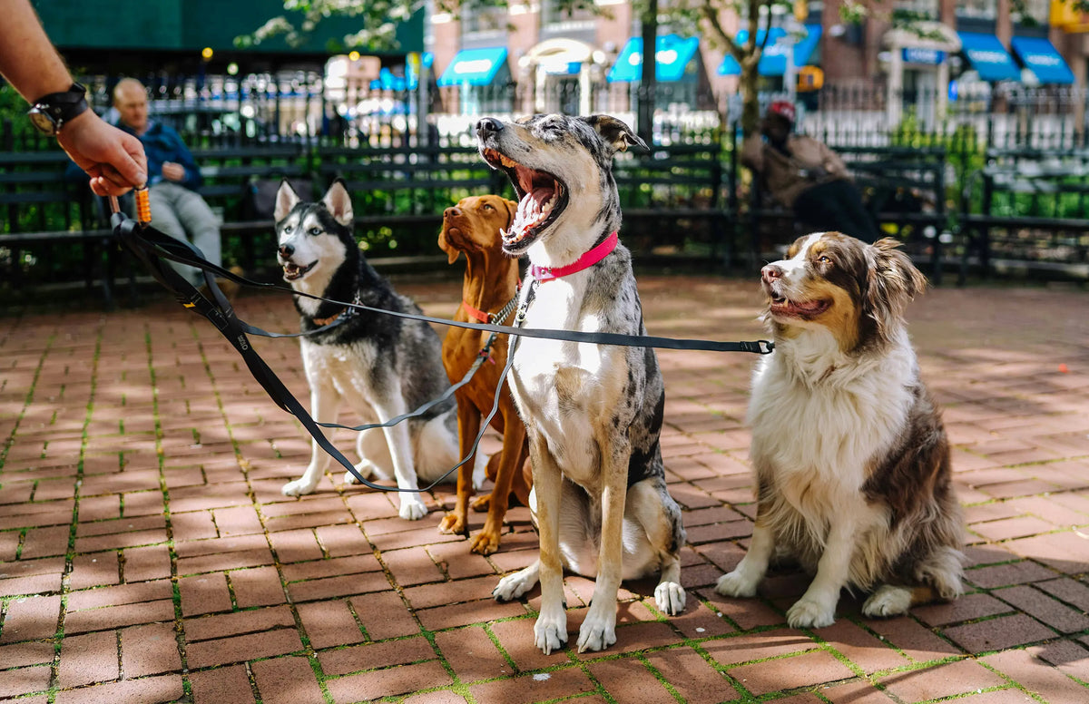 Dog walker with four dogs on leashes in a city park