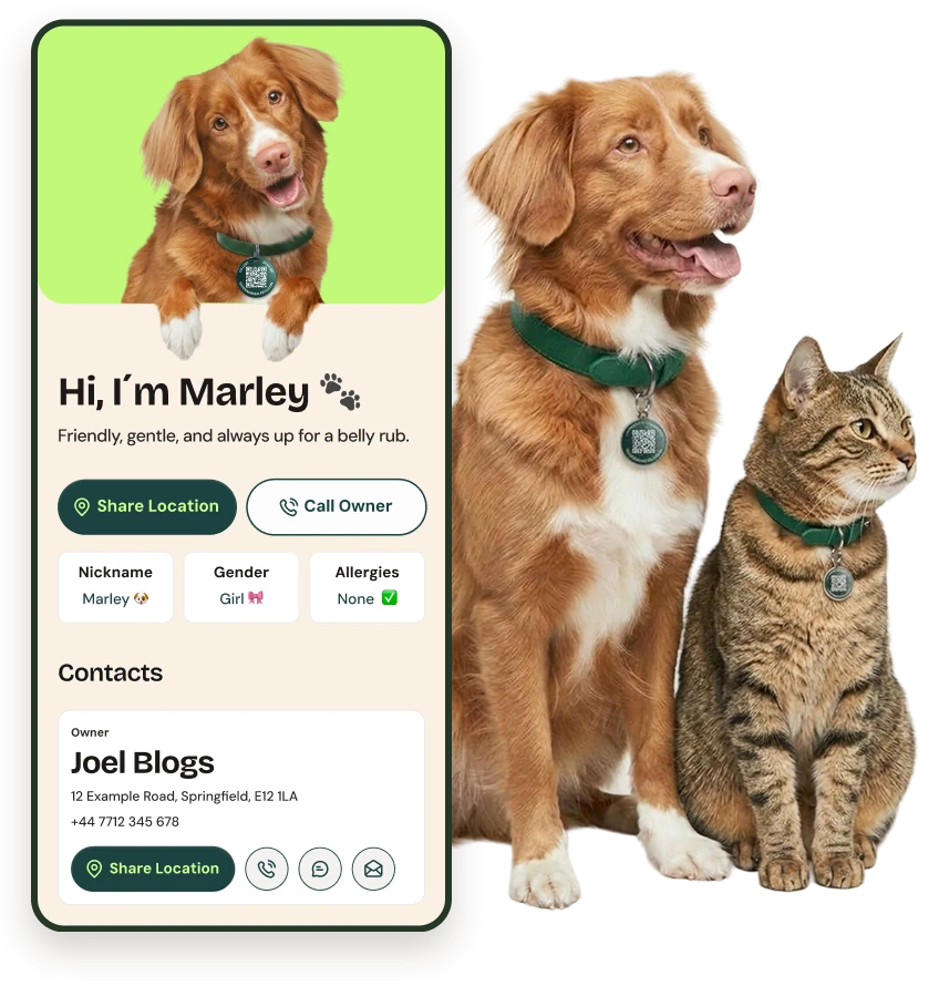 A golden retriever and a tabby cat wearing Supernormal QR tags, next to the pet profile a finder sees when they scan it