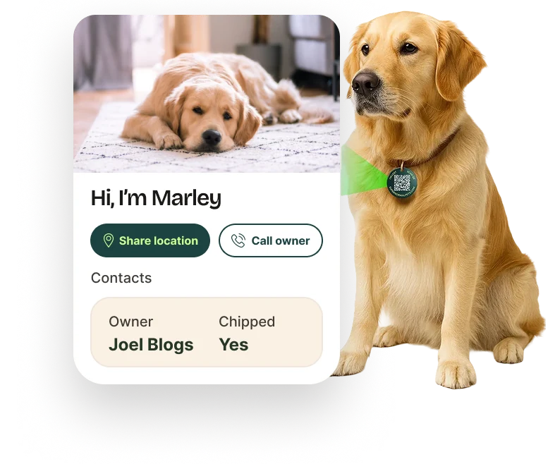 A golden retriever wearing a Supernormal QR tag, next to the pet profile a finder sees when they scan it
