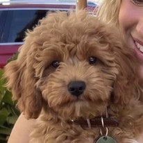 Milo, a red cockapoo puppy