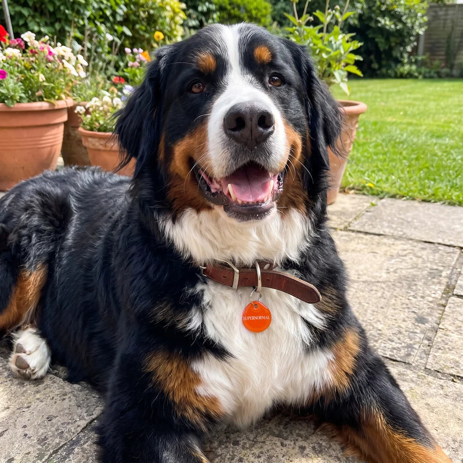 Bernese mountain dog in a garden wearing an orange PawTag