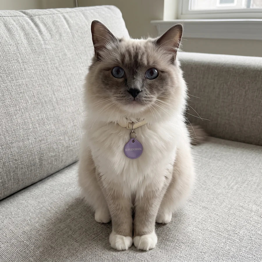 Fluffy cat on a grey sofa wearing a lilac PawTag