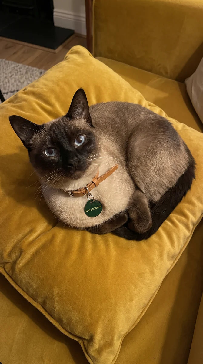 Siamese cat on a yellow chair wearing a green PawTag