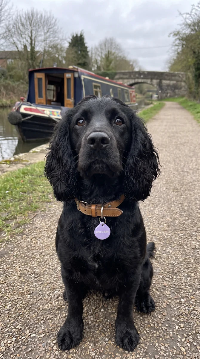 Black spaniel beside a canal wearing a lilac PawTag