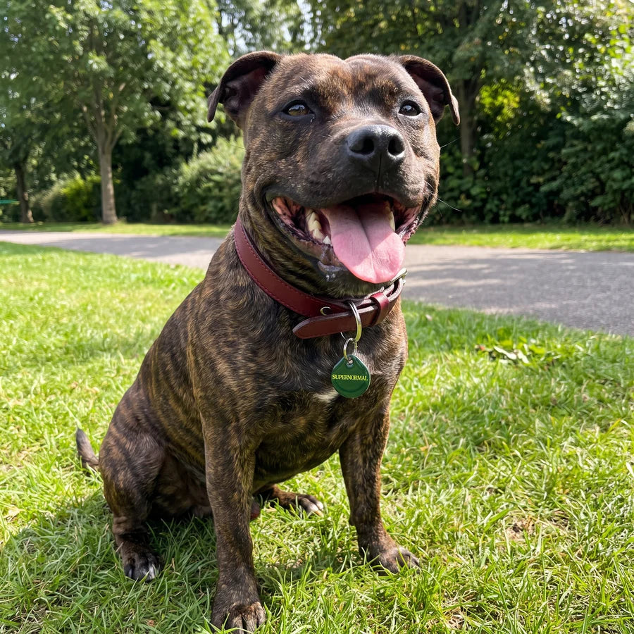 Brindle dog in a sunny park wearing a green PawTag