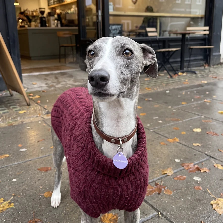 Whippet in a burgundy jumper wearing a lilac PawTag